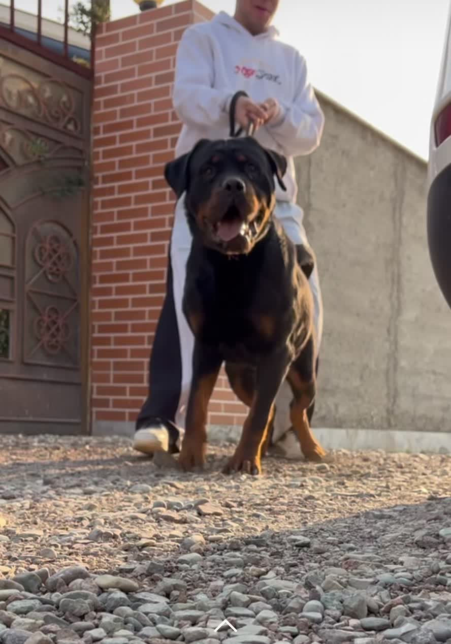 روتوایلر اروپایی جهت کشش|سگ|کرج, چمن|دیوار