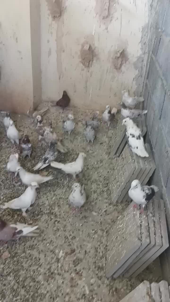 کفتر|پرنده|معصومیه, |دیوار
