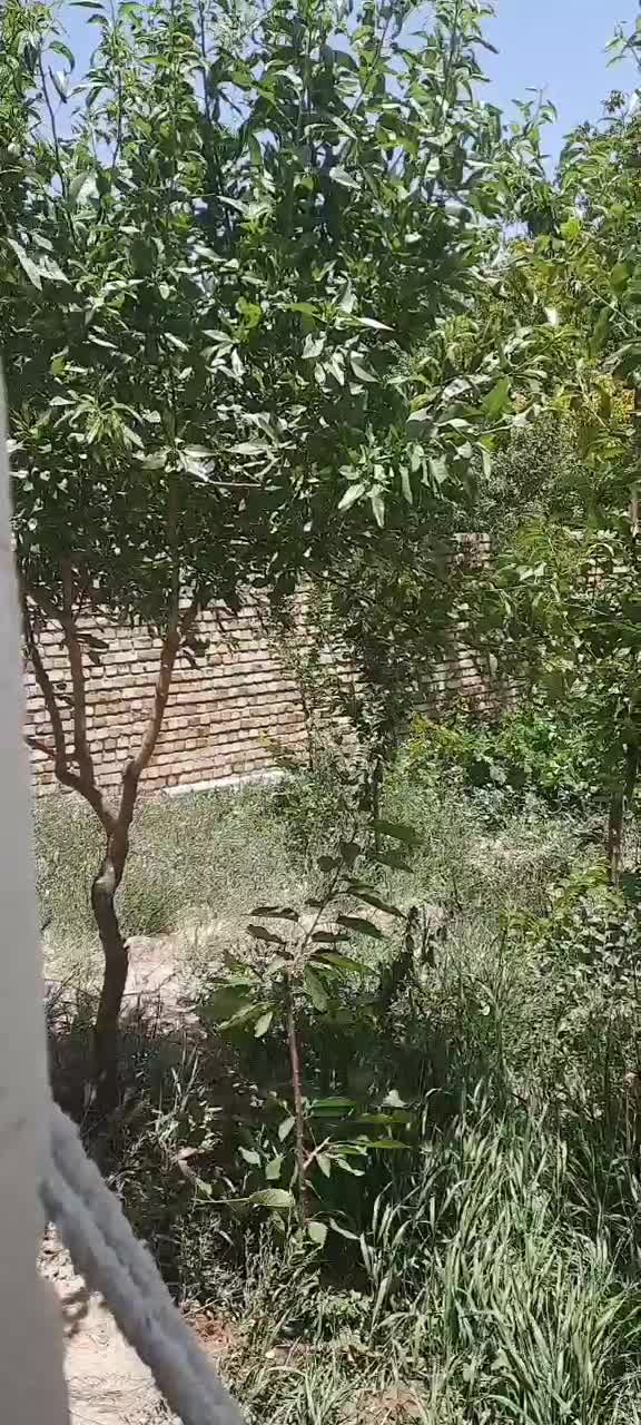 باغ ویلا|فروش خانه و ویلا|ضیاء آباد, |دیوار