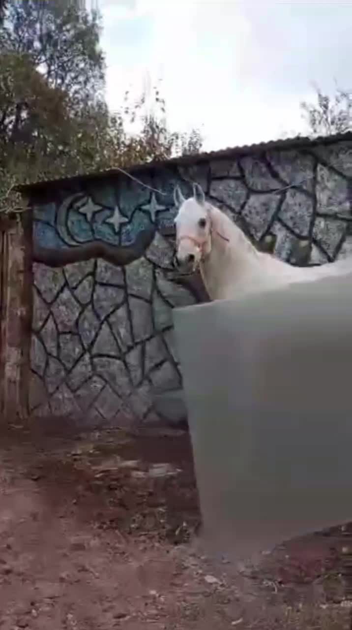 اسب سیلمی|اسب و تجهیزات اسب‌سواری|اردبیل, |دیوار