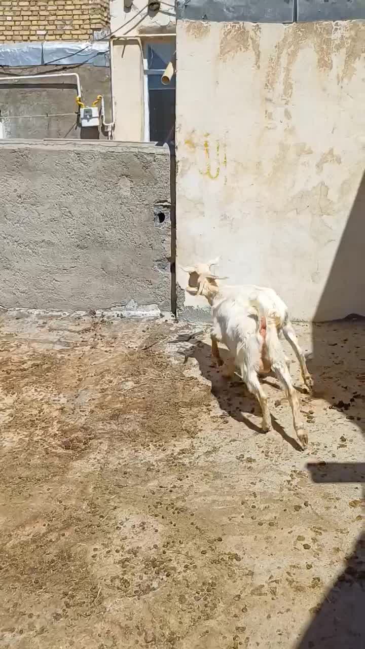 بز سانن درجه یک|حیوانات مزرعه|دهگلان, |دیوار