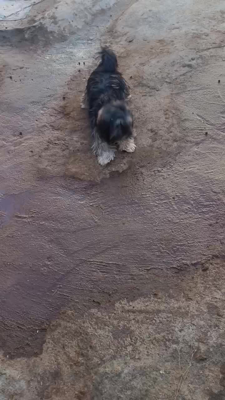 سگ شیتزو پاکوتاه|سگ|کرج, گلشهر|دیوار