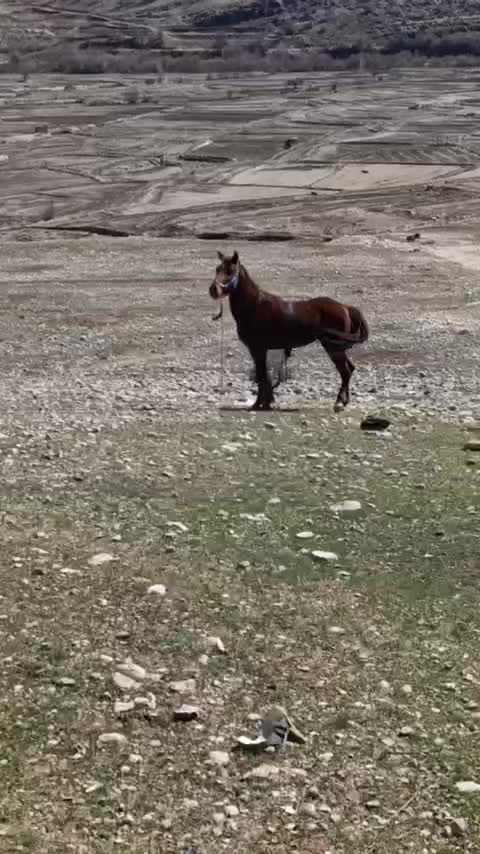 اسب|اسب و تجهیزات اسبسواری|چیتاب, |دیوار