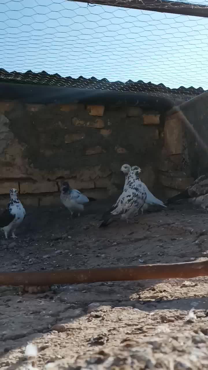 کبوترپرشی|پرنده|فرمهین, |دیوار