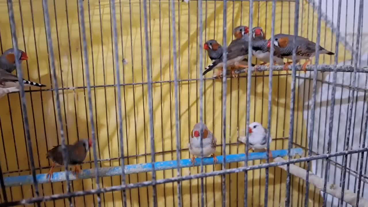 فنچ زبرا بالغ|پرنده|قائمشهر, |دیوار