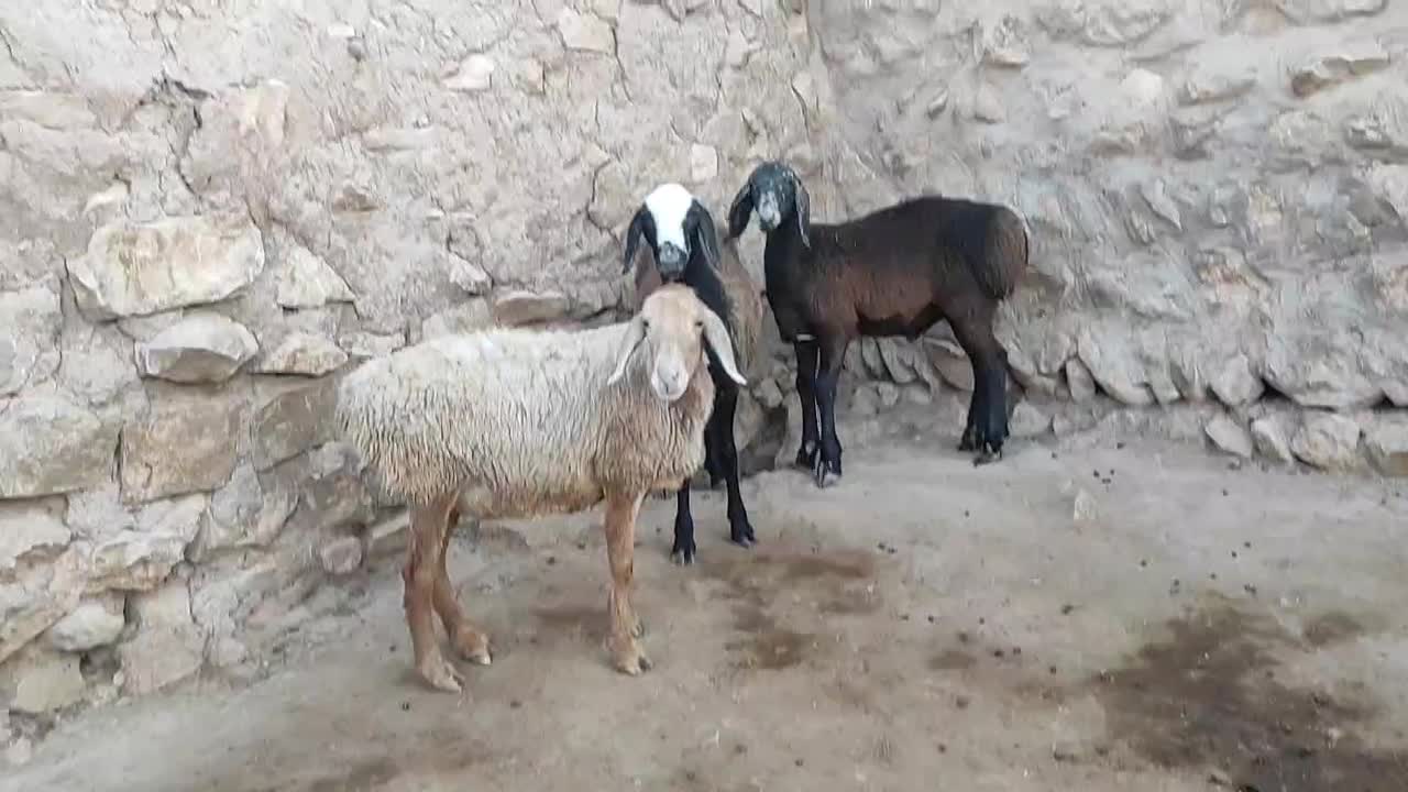 بره نرودماده چینی ۲قلو|حیوانات مزرعه|کوهدشت, |دیوار