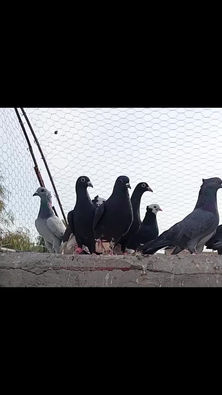 کفتر|پرنده|بم, |دیوار