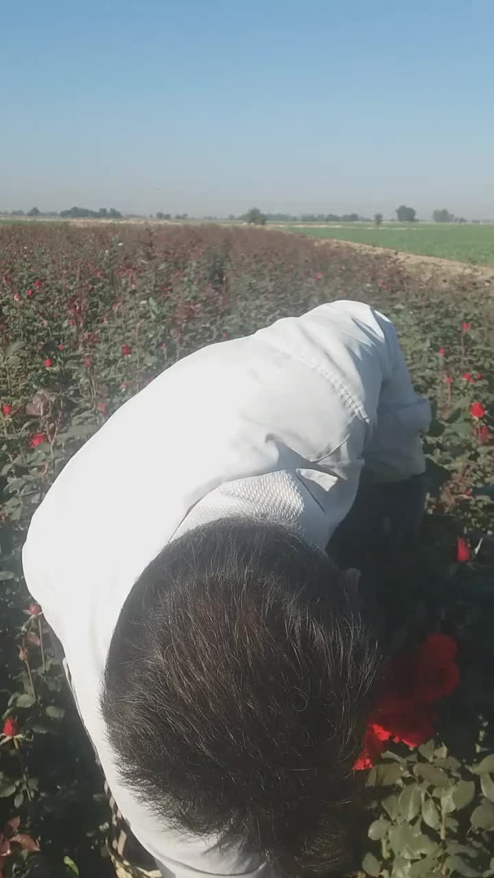 گل رز|گل و گیاه طبیعی|دزفول, |دیوار