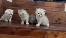 بچه گربه های اسکاتیش|گربه|تهران, بلوار کشاورز|دیوار