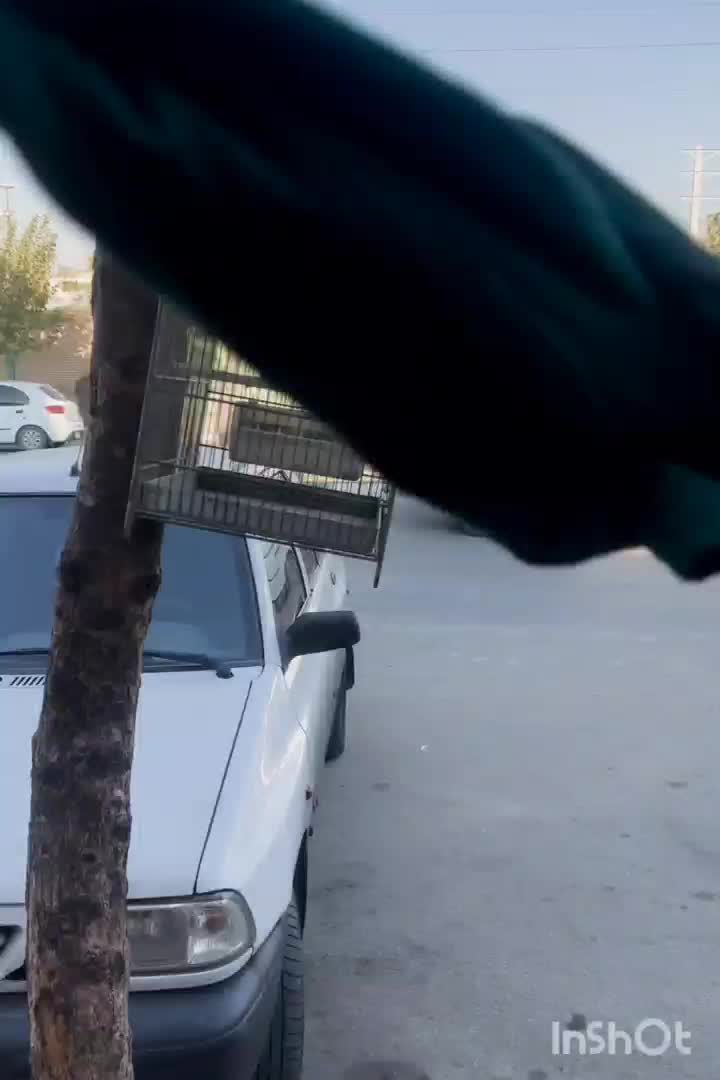 سره قناری مست|پرنده|کهریزک, |دیوار