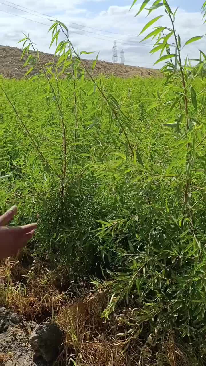 نهال های سنگی کاغذی نیمه کاغذی بادام های پیوندی|خدمات باغبانی و درختکاری|یاسوج, |دیوار