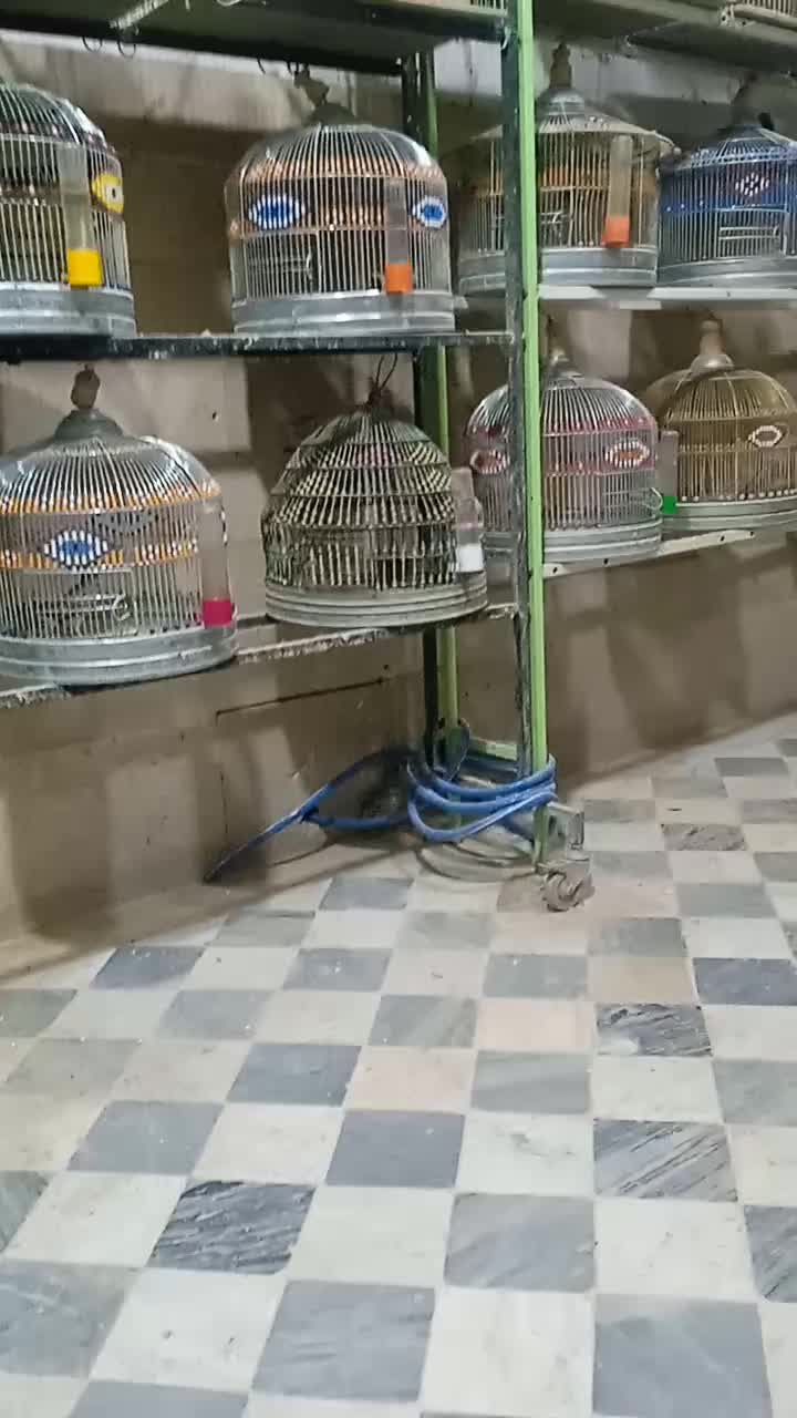 سهره خاکی|پرنده|خمینی‌شهر, |دیوار