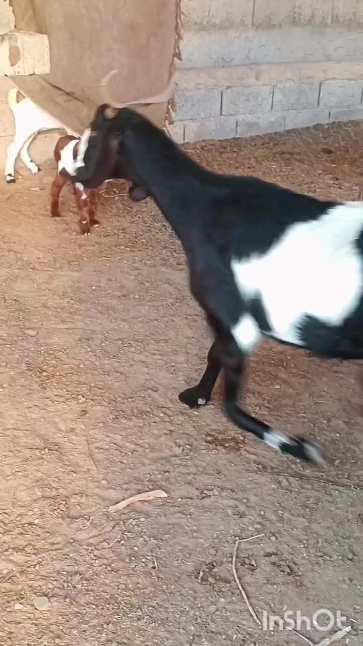 بز بزغاله دار دوقلو|حیوانات مزرعه|گنبد کاووس, |دیوار