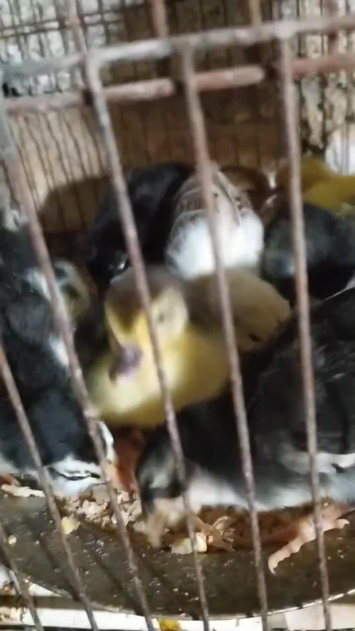 جوجه گلین وجوجه لاری|حیوانات مزرعه|انبارآلوم, |دیوار