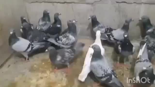 20عددپلاکی 1ساعت پیگودرمسجدسلیمان|پرنده|مسجد سلیمان, |دیوار