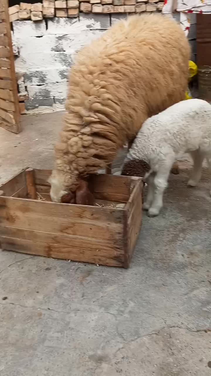 گوسفند مطفل شکم اول زیرش بره نر|حیوانات مزرعه|کارون, |دیوار