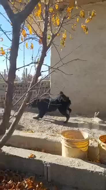 واگذاری|سگ|پیر بکران, |دیوار