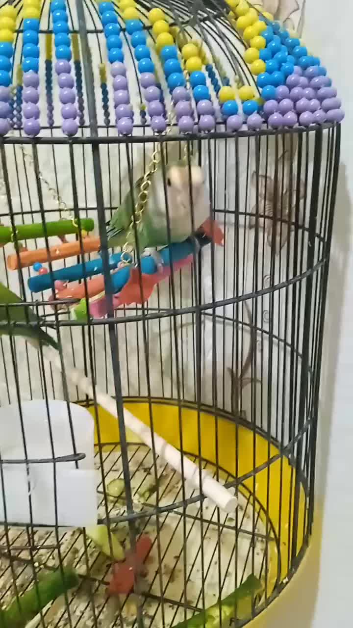 طوطی برزیلی|پرنده|بوکان, |دیوار