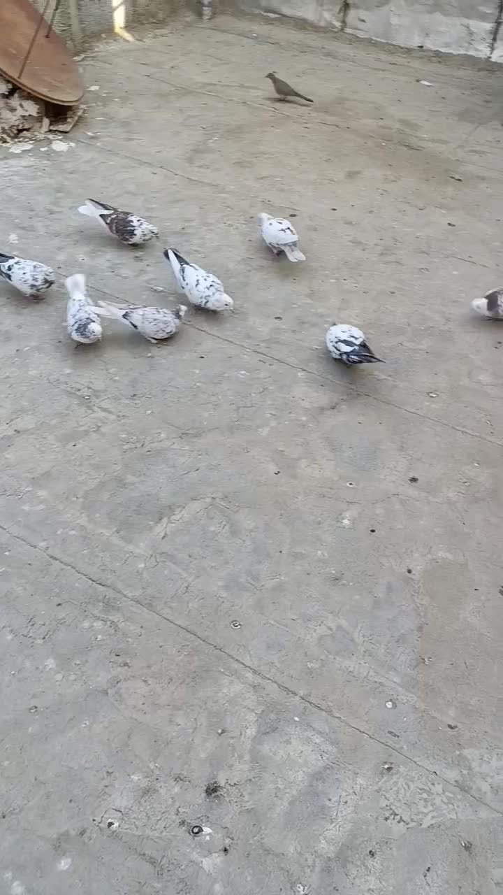 8عددکبوترخوب وعالی|پرنده|هشتگرد, سیف آباد|دیوار