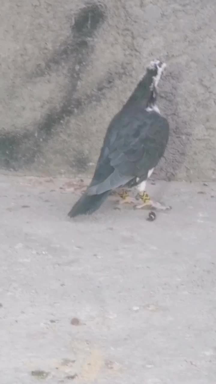 نر کشکی سینه سفید کاکل|پرنده|لار, |دیوار