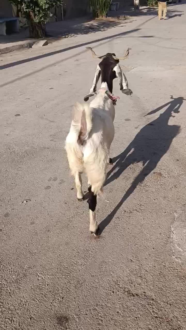 بز افقانی آبستن جهت فروش قیمت 145/000/000|حیوانات مزرعه|اهواز, منازل کارون|دیوار