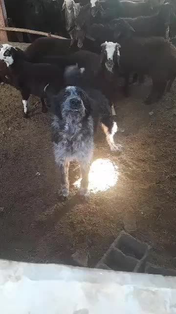 واگذاری سگ ریشی|سگ|خانمیرزا, |دیوار