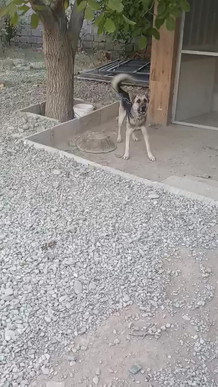 سگ نگهبان ژرمن|سگ|هشتگرد, تهران دشت|دیوار