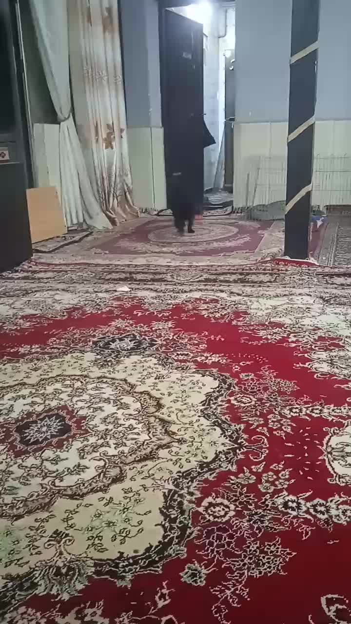 سگ پا کوتاه نژاد شیتزو|سگ|مشهد, محمدآباد|دیوار