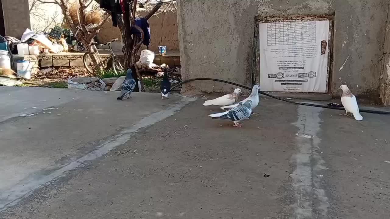 کبوتر|پرنده|اسفراین, |دیوار