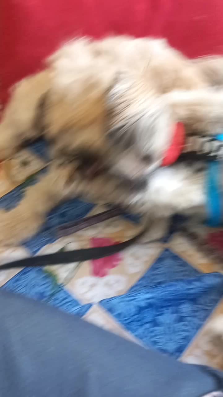 واگذار رایگان پاپی|سگ|اصفهان, ارداجی|دیوار