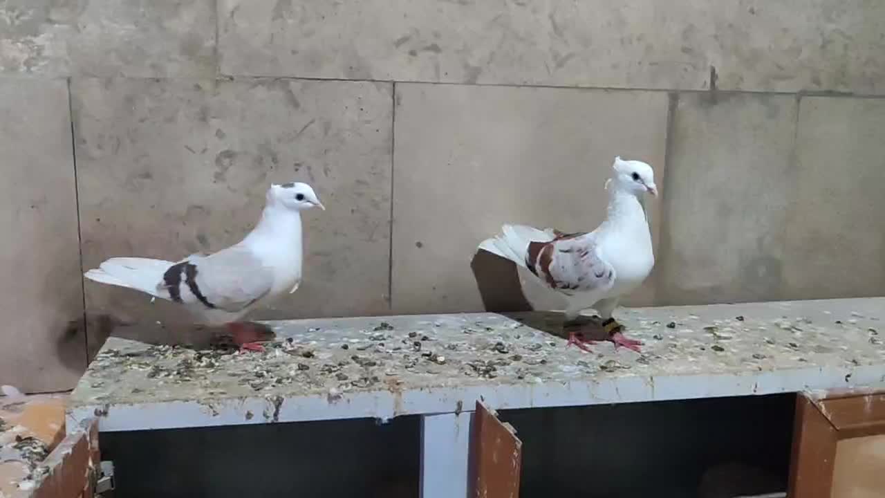پرنده|پرنده|بروجرد, |دیوار