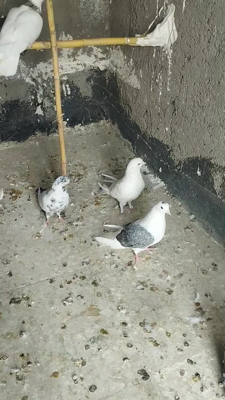 چند عدد کبوتر پرشی|پرنده|شاهرود, |دیوار