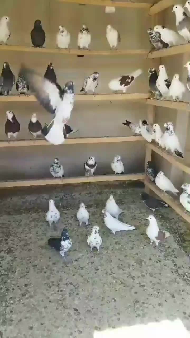 فروش جوجه های ساعت سنگین|پرنده|محمدشهر, شهرک پیام (مهرالبرز)|دیوار