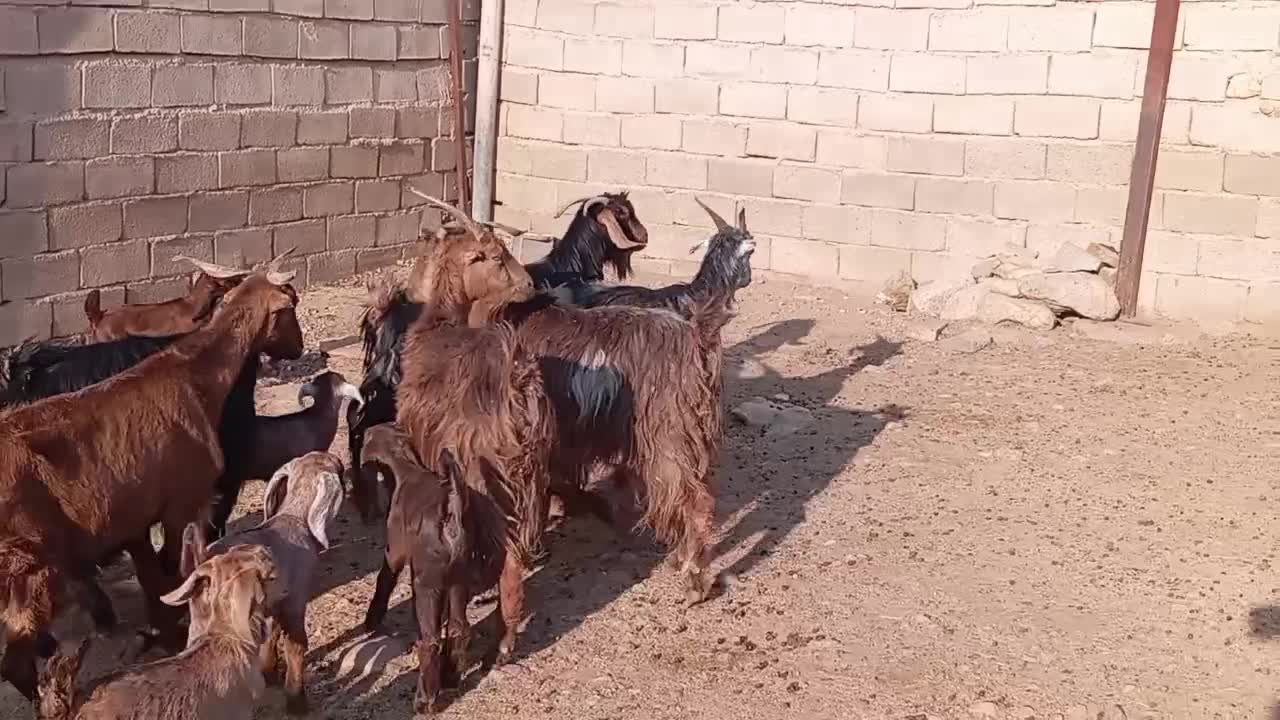 بز کهره دار ترکی جوان در فیروزآباد|حیوانات مزرعه|شیراز, درکی|دیوار