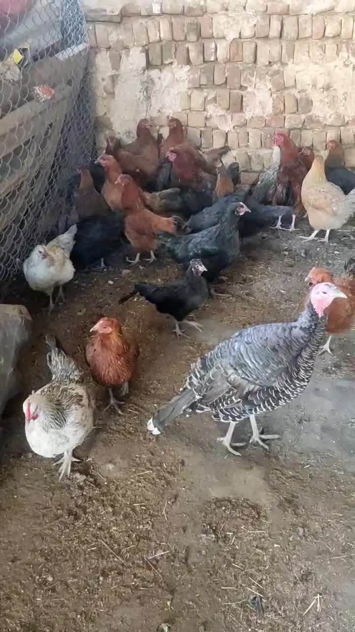 مرغ خروس بوقلمون|پرنده|فریمان, |دیوار