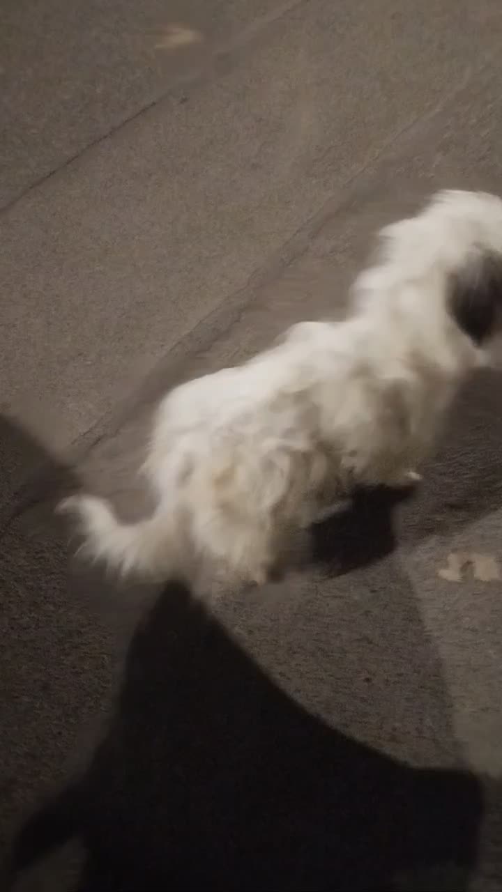 شیتزو|سگ|سبزوار, عظیمیان|دیوار