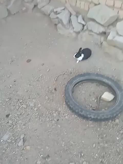 حیوان|موش و خرگوش|نوده انقلاب, |دیوار