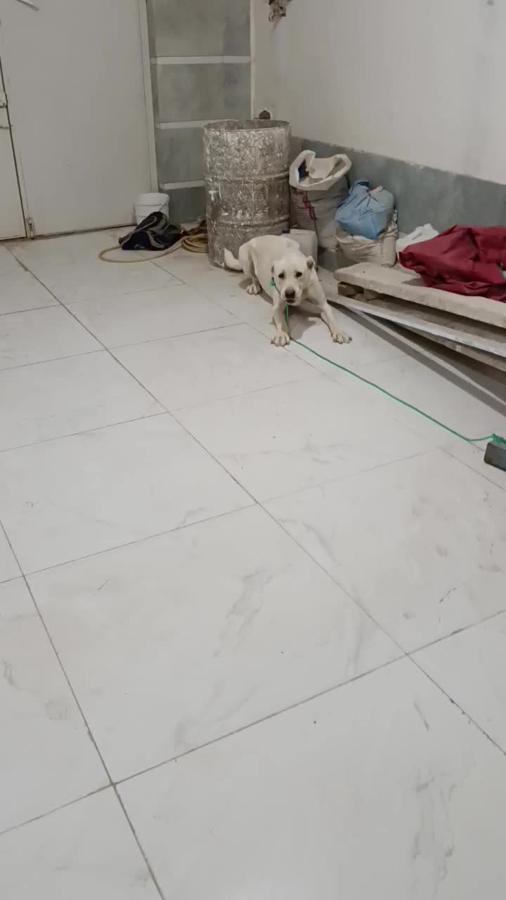 سگ .|سگ|کاشمر, |دیوار