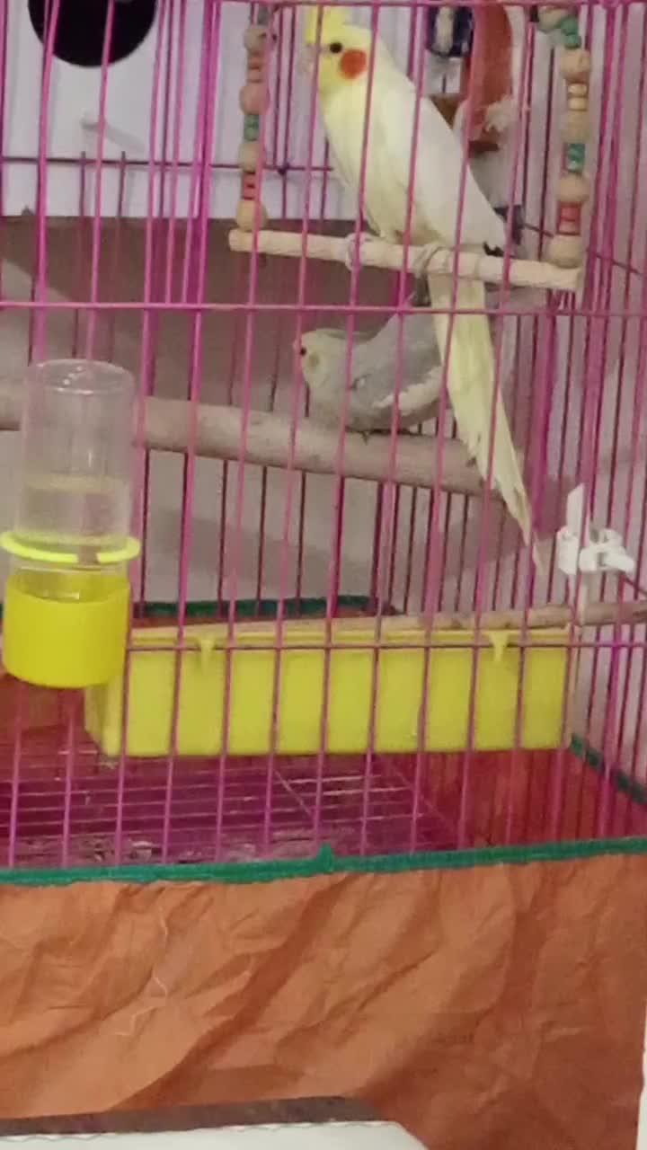 عروس هلندی ماده معاوضه با نر|پرنده|فولادشهر, B5|دیوار