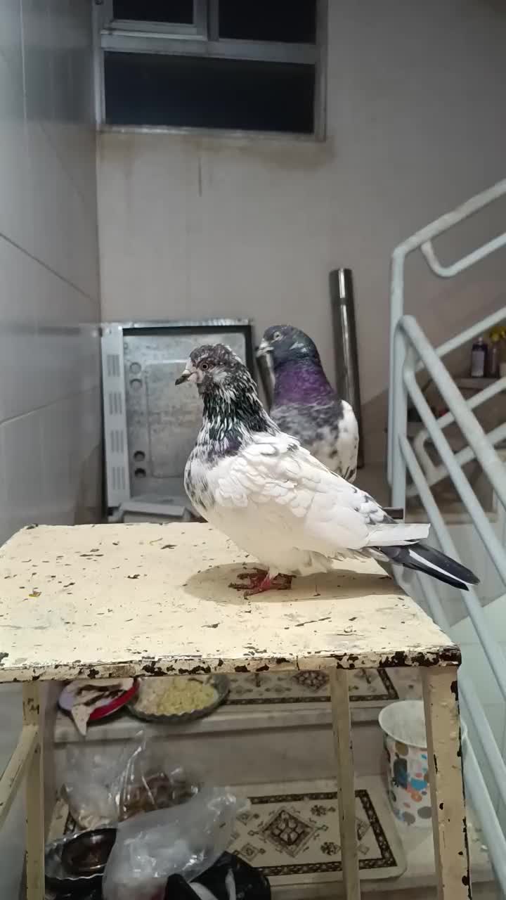 نر و ماده کله دم سبز درجه یک به شرط تخم و جوجه|پرنده|اصفهان, شاهد|دیوار