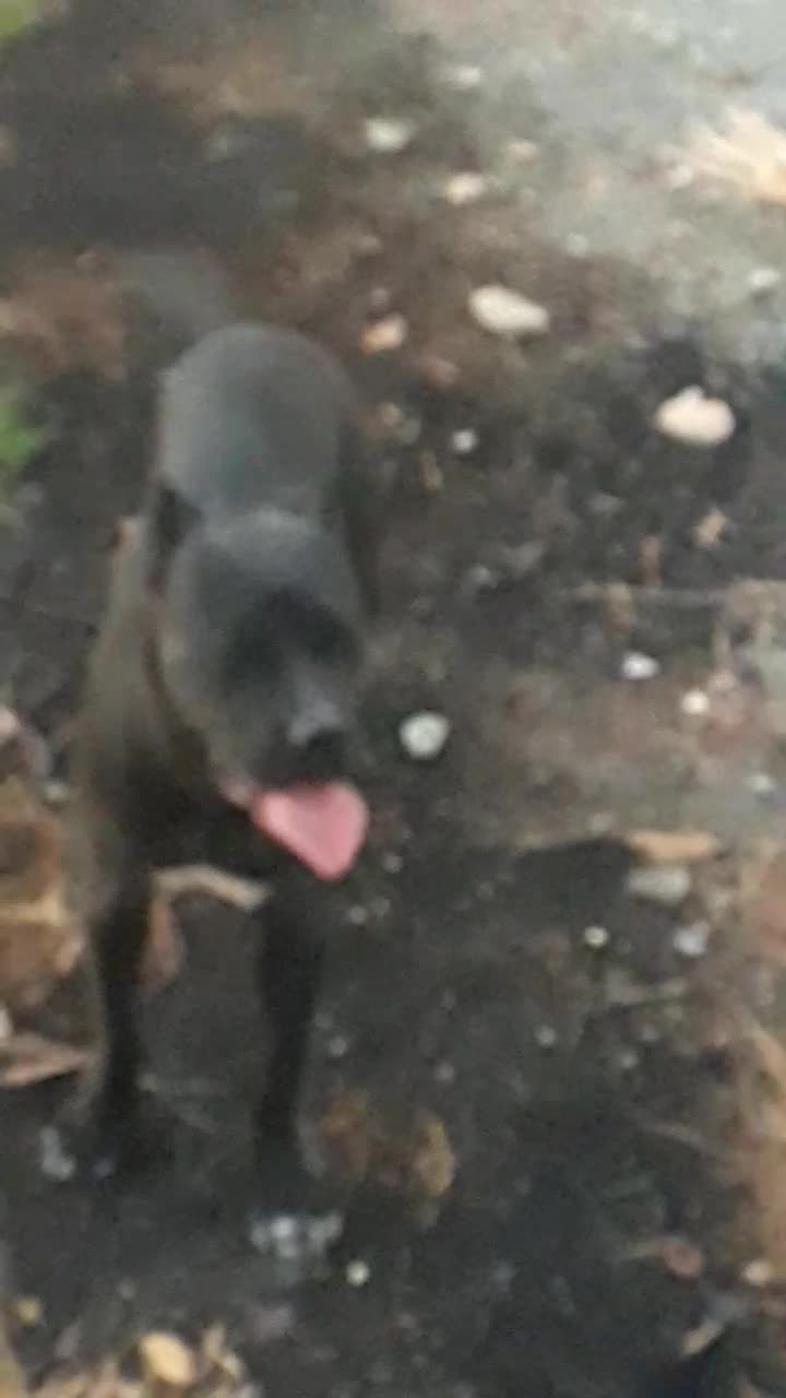 کنکورسو جنسیت نر|سگ|کرمانشاه, |دیوار