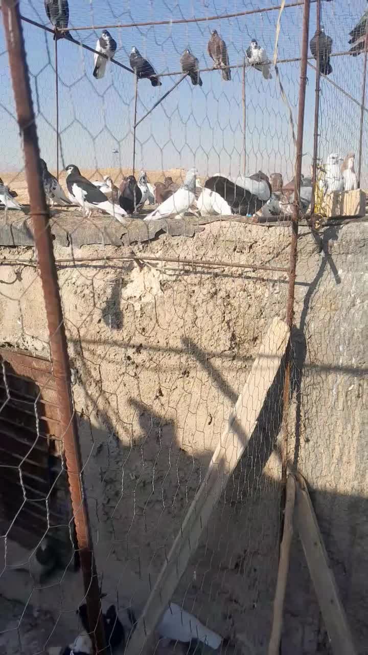 کفتره ببهونی بزن|پرنده|شیراز, شهرک گلها|دیوار