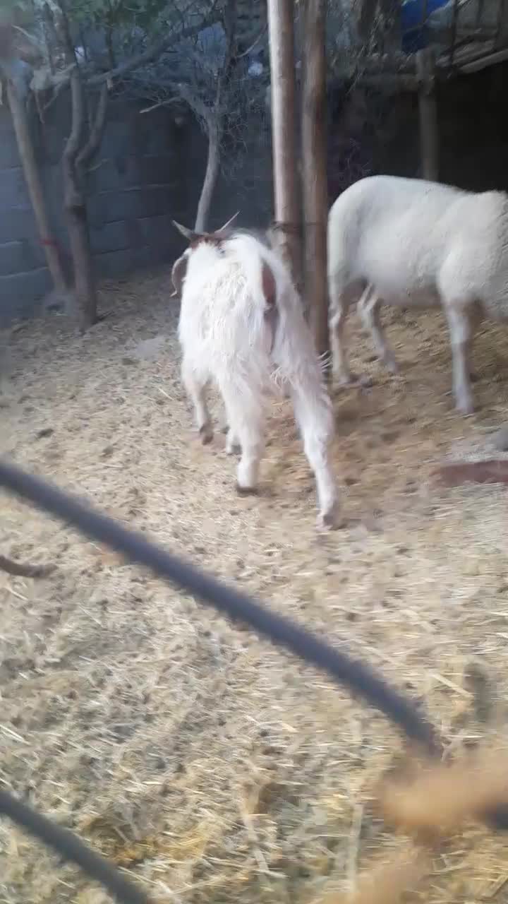 بره نر و ماده|حیوانات مزرعه|بافت, |دیوار