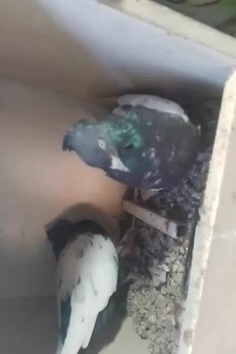 کفتر|پرنده|زرند, |دیوار