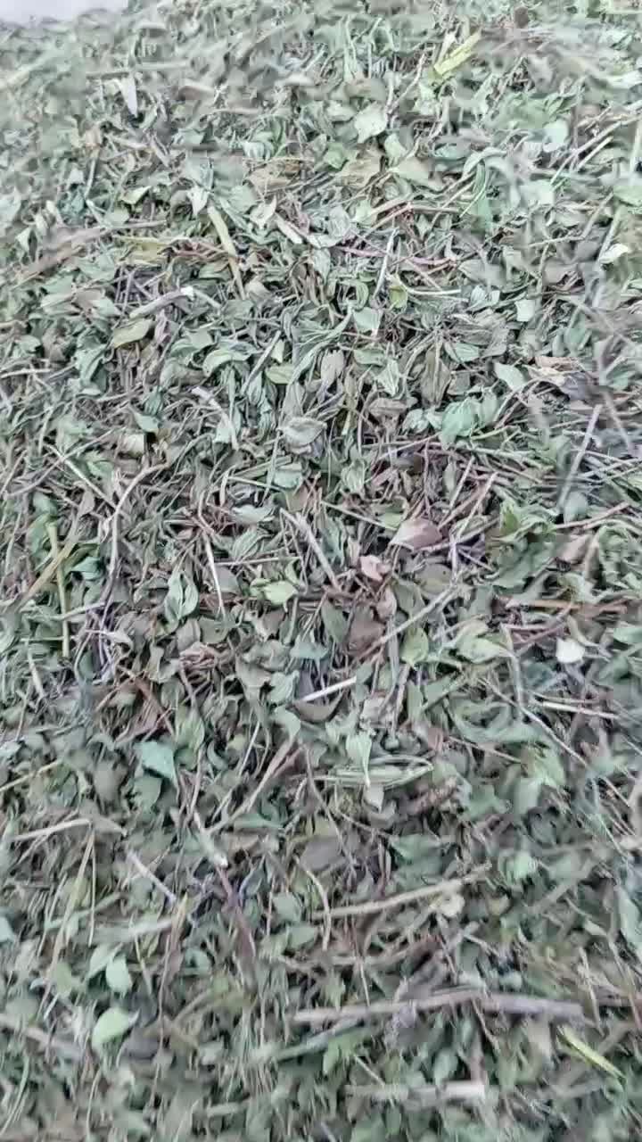کاکوتی|گل و گیاه طبیعی|تهران, جوادیه|دیوار