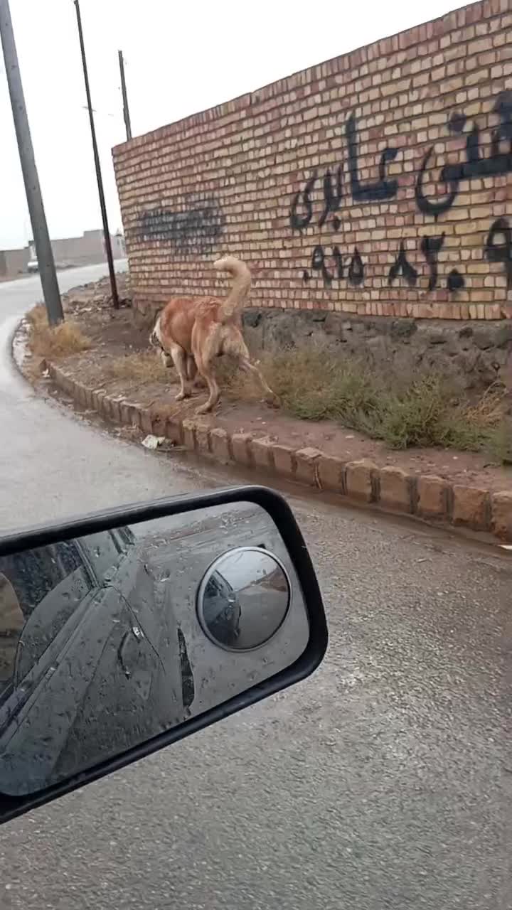 سگ قلدور|سگ|ساری, |دیوار