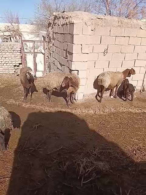 میش زایده|حیوانات مزرعه|سده (خراسان جنوبی), |دیوار