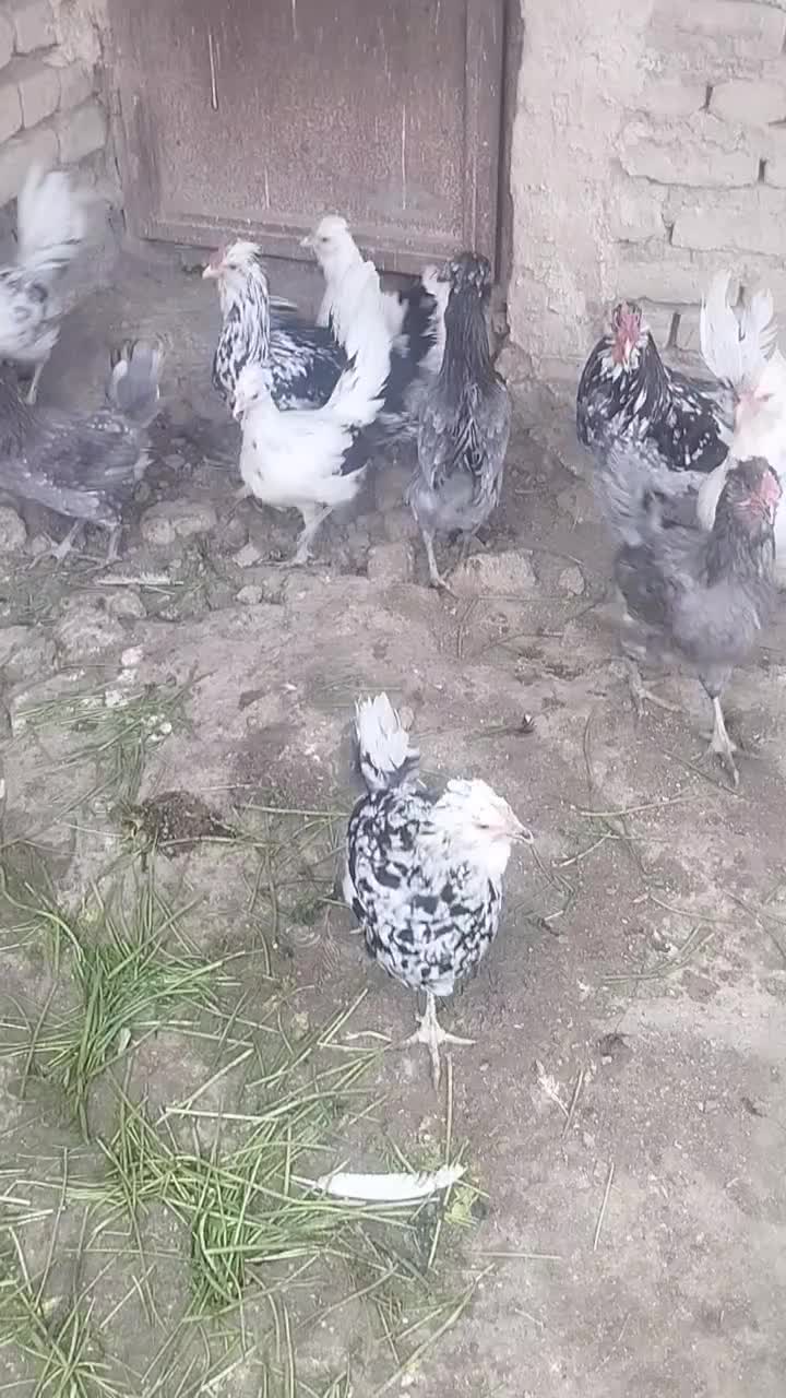 مرغ و خروس گلین|حیوانات مزرعه|کمیجان, |دیوار