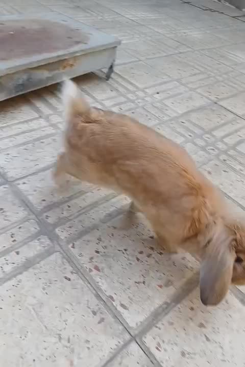 خرگوش نژاد دار|موش و خرگوش|دورود, |دیوار