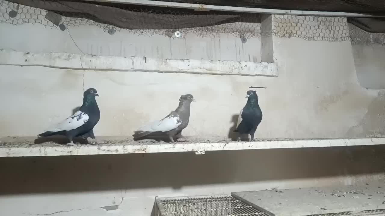 سینه|پرنده|شیراز, سیاه سنگ|دیوار